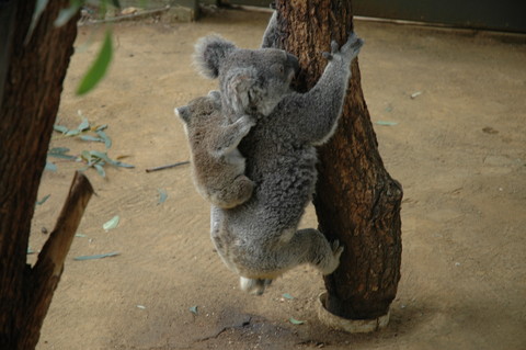 Koalas at Taronga Zoo