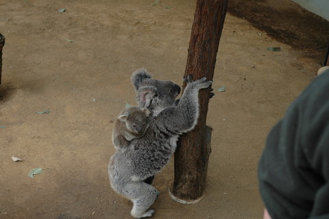 Koalas at Taronga Zoo