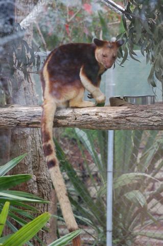 Tree Kangaroo at Taronga Zoo