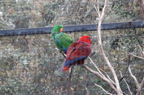 Birds at Taronga Zoo