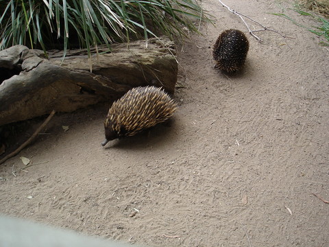 Echidnas at Taronga Zoo
