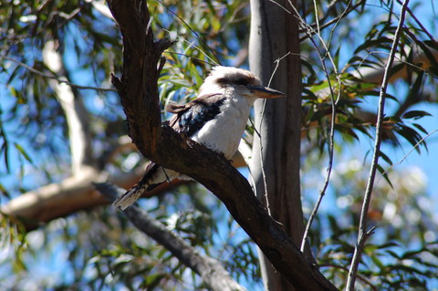 Kookaburra