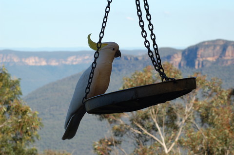 Sulphur Crested Cockatoo at Blue Mountains